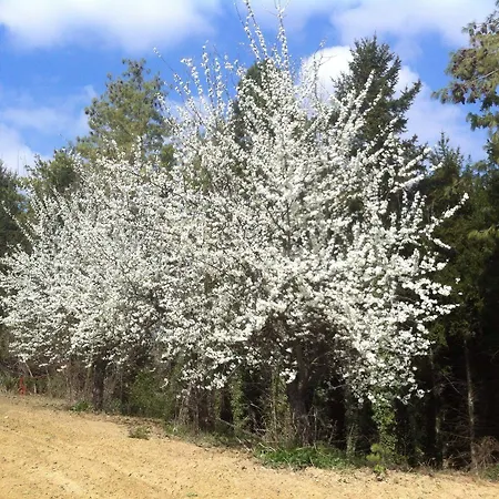 Carletto ベッド・アンド・ブレックファスト 3*