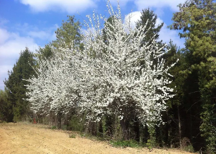 Carletto Bed & Breakfast 3*